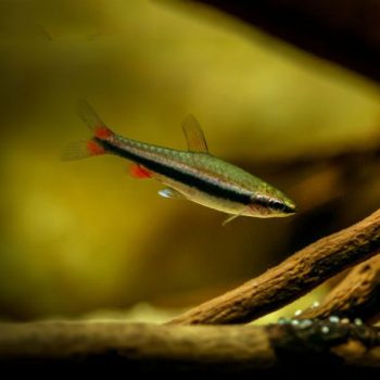 Nanostomus beckfordi – Golden Pencilfish - Ψάρια Γλυκού
