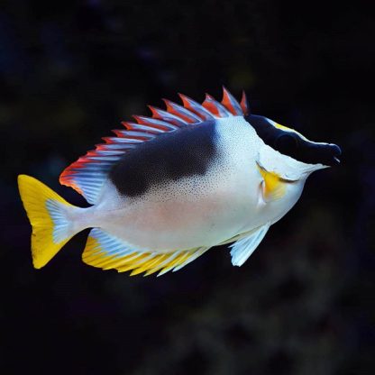 Siganus magnificus – Magnificent Rabbitfish -M - Ψάρια Θαλασσινού