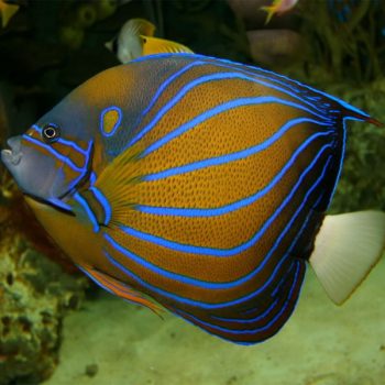 Pomacanthus annularis -Blue ringed angelfish M - Ψάρια Θαλασσινού