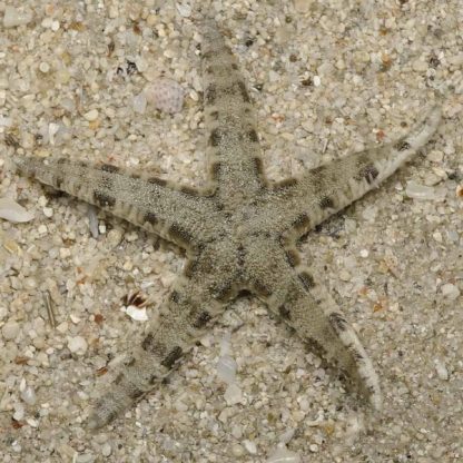 Archaster typicus -White sand starfish L - Ασπόνδυλα Θαλασσινού