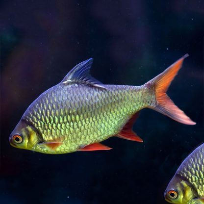 Barbonymus schwanenfeldii – Tinfoil Barb L - Ψάρια Γλυκού