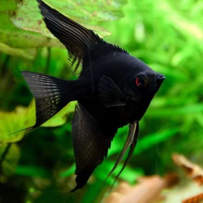 Pterophyllum scalare-Black Avatar Angelfish 3 cm - Ψάρια Γλυκού