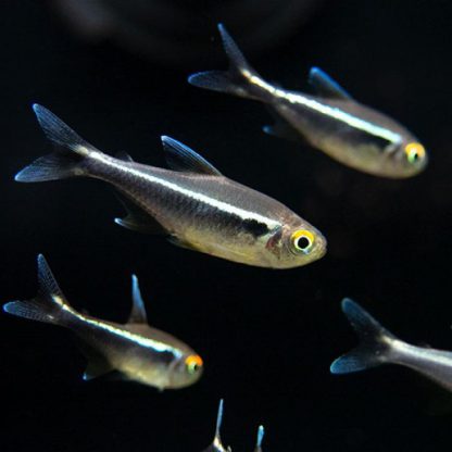 Hyphessobrycon herbertaxelrodi – Black Neon Tetra 2-2.5cm - Sales