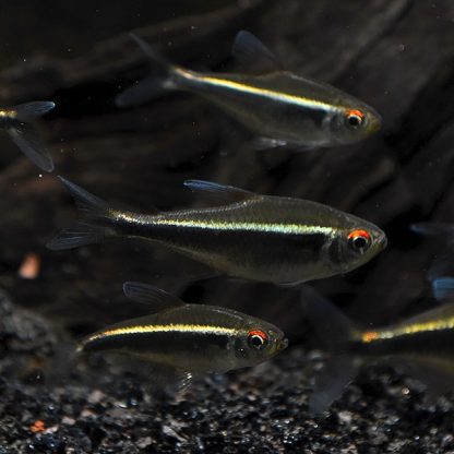 Hyphessobrycon herbertaxelrodi – Black Neon Tetra 2.5-3cm - Ψάρια Γλυκού