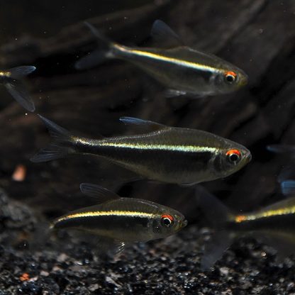 Hyphessobrycon herbertaxelrodi – Black Neon Tetra 2-2.5cm - Ψάρια Γλυκού