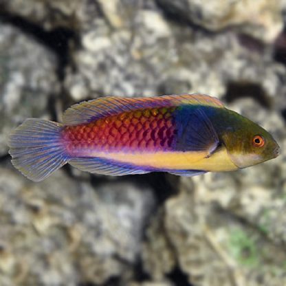 Cirrhilabrus cyanopleura-Bluehead fairy wrasse (Female)-M - Ψάρια Θαλασσινού