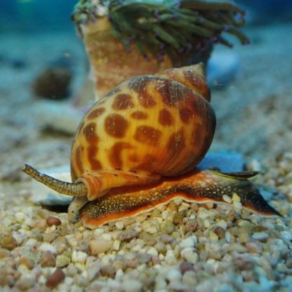 Buccinulum corneum-Orange spotted turbo snail-M