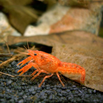 Cambarellus patzcuarensis var.Orange – Mexican Dwarf Crayfish 2 cm - Ασπόνδυλα Γλυκού