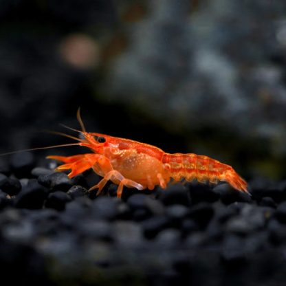 Cambarellus patzcuarensis var.Orange – Mexican Dwarf Crayfish 2 cm - Ασπόνδυλα Γλυκού