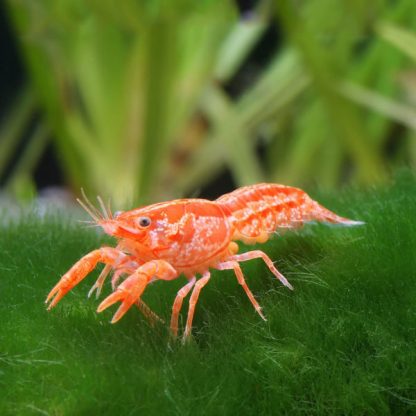 Cambarellus patzcuarensis var.Orange – Mexican Dwarf Crayfish 2 cm - Ασπόνδυλα Γλυκού