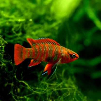 Dario dario – Scarlet Badis M - Sales