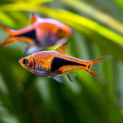 Rasbora hetermorpha -Harlequin Rasbora 2.8 cm - Ψάρια Γλυκού