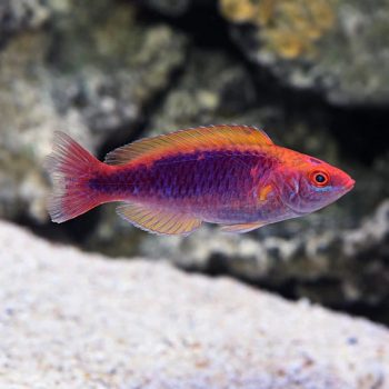 Pseudanthias squamipinnis -Lyretail anthias (Male)-M - Ψάρια Θαλασσινού