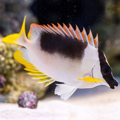Siganus magnifica-Magnificent rabbitfish - Image 2