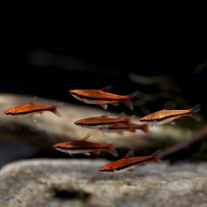 Nanostomus beckfordi - Golden Pencilfish - Image 2