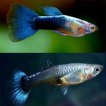 Poecilia reticulata – Light Blue Green Guppy pair(τ... - Ψάρια Γλυκού