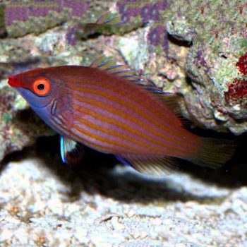 Pseudocheilinops ataenia-Pink-Streaked wrasse-M - Ψάρια Θαλασσινού