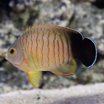 Centropyge eibli-Indian Oc. Orangelined angelfish L - Ψάρια Θαλασσινού