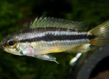 Apistogramma Bitaeniata- Banded Apistogramma L