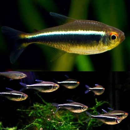 Hyphessobrycon herbertaxelrodi – Black Neon Tetra 2-2.5cm - Sales