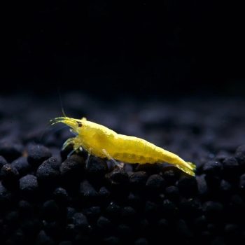 Neocaridina davidi-Yellow Cherry Shrimp 2 cm - Ασπόνδυλα Γλυκού