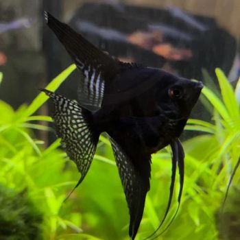Pterophyllum scalare-Black Pinoy Angelfish 3 cm