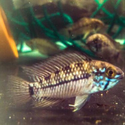 Apistogramma sp -  Apistogamma Steel Blue