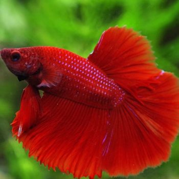Betta splendens – Siamese Fighting Fish Orange Super Delta Male 4-5cm
