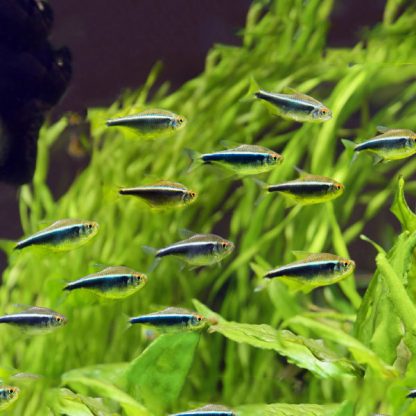 Hyphessobrycon herbertaxelrodi – Black Neon Tetra 2-2.5cm - Ψάρια Γλυκού