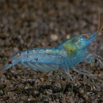 Neocaridina zhangjiajiensis-Blue Pearl Shrimp - Ασπόνδυλα Γλυκού