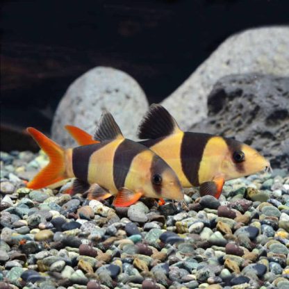 Chromobotia macracanthus – Clown Loach 4-5cm - Ψάρια Γλυκού