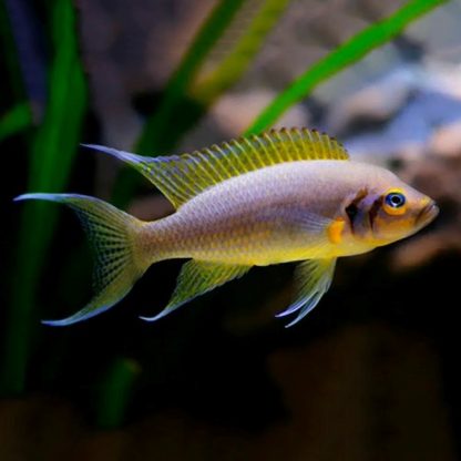 Neolamprologus brichardi – Fairy Cichlid - Sales