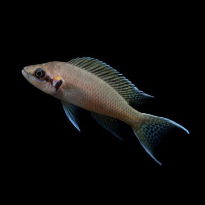 Neolamprologus brichardi – Fairy Cichlid - Ψάρια Γλυκού