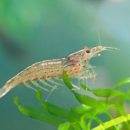 Caridina multidentata (Japonica) – Amano Shrimp  2-3 cm - Ασπόνδυλα Γλυκού