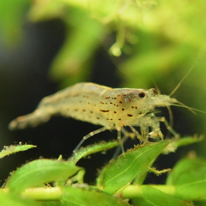 Caridina multidentata (Japonica) – Amano Shrimp  2-3 cm - Ασπόνδυλα Γλυκού