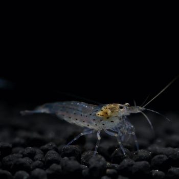 Caridina multidentata (Japonica) – Amano Shrimp M - Ασπόνδυλα Γλυκού