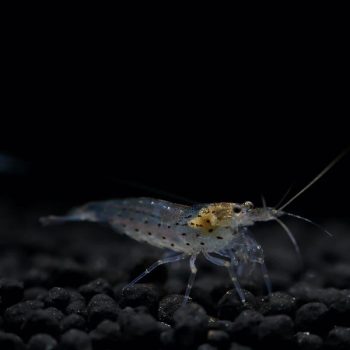 Caridina multidentata (Japonica) – Amano Shrimp L - Ασπόνδυλα Γλυκού