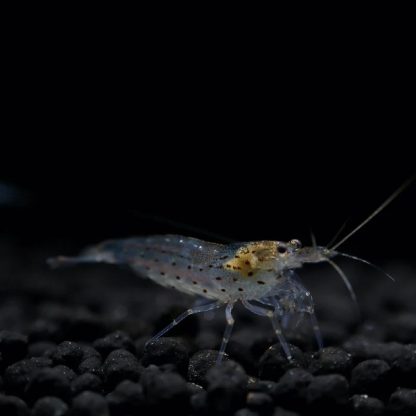 Caridina multidentata (Japonica) – Amano Shrimp L - Ασπόνδυλα Γλυκού