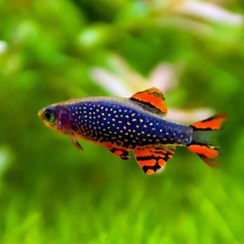Danio Margaritatus – Rasbora Galaxy 2.3-2,5cm - Ψάρια Γλυκού
