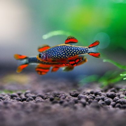 Celestichthys margaritatus-Galaxy Rasbora 2-2,5 cm - Ψάρια Γλυκού