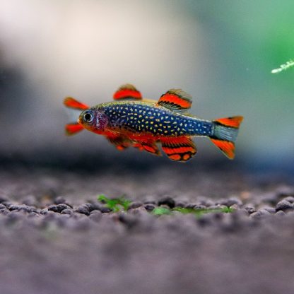 Celestichthys margaritatus-Galaxy Rasbora 2-2,5 cm - Ψάρια Γλυκού