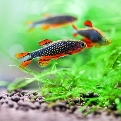 Danio Margaritatus – Rasbora Galaxy 2.3-2,5cm - Ψάρια Γλυκού