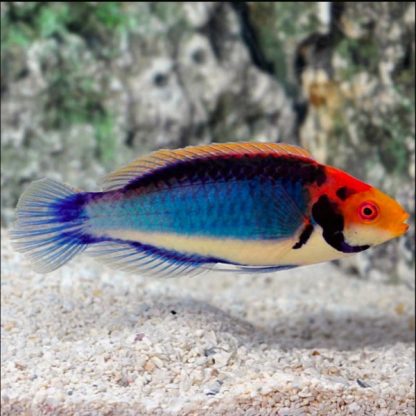 Cirrhilabrus solorensis -Redheaded fairy wrasse-M - Ψάρια Θαλασσινού