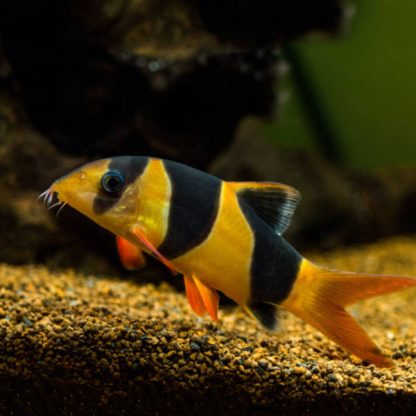 Chromobotia macracanthus – Clown Loach 4-5cm - Ψάρια Γλυκού