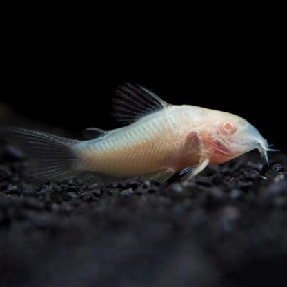 Corydoras aeneus  – Albino Cory 2.5 cm - Ψάρια Γλυκού