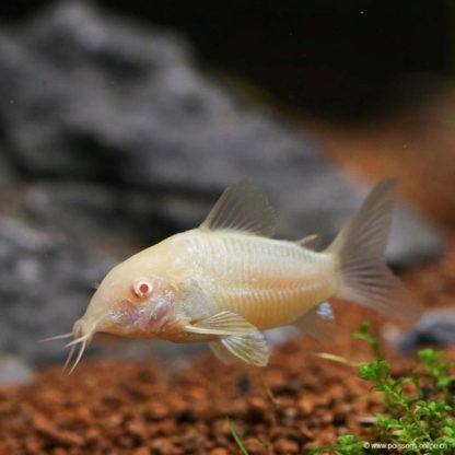 Corydoras aeneus  – Albino Cory 2.5 cm - Ψάρια Γλυκού