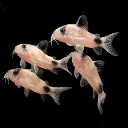 Corydoras panda – Panda Cory 2.5 cm - Sales