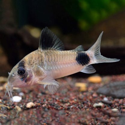 Corydoras panda – Panda Cory 2.5 cm - Sales