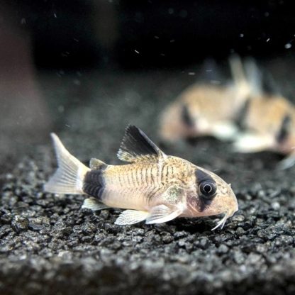 Corydoras panda – Panda Cory 2.5 cm - Sales