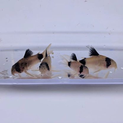 Corydoras panda – Panda Cory 2.5 cm - Sales